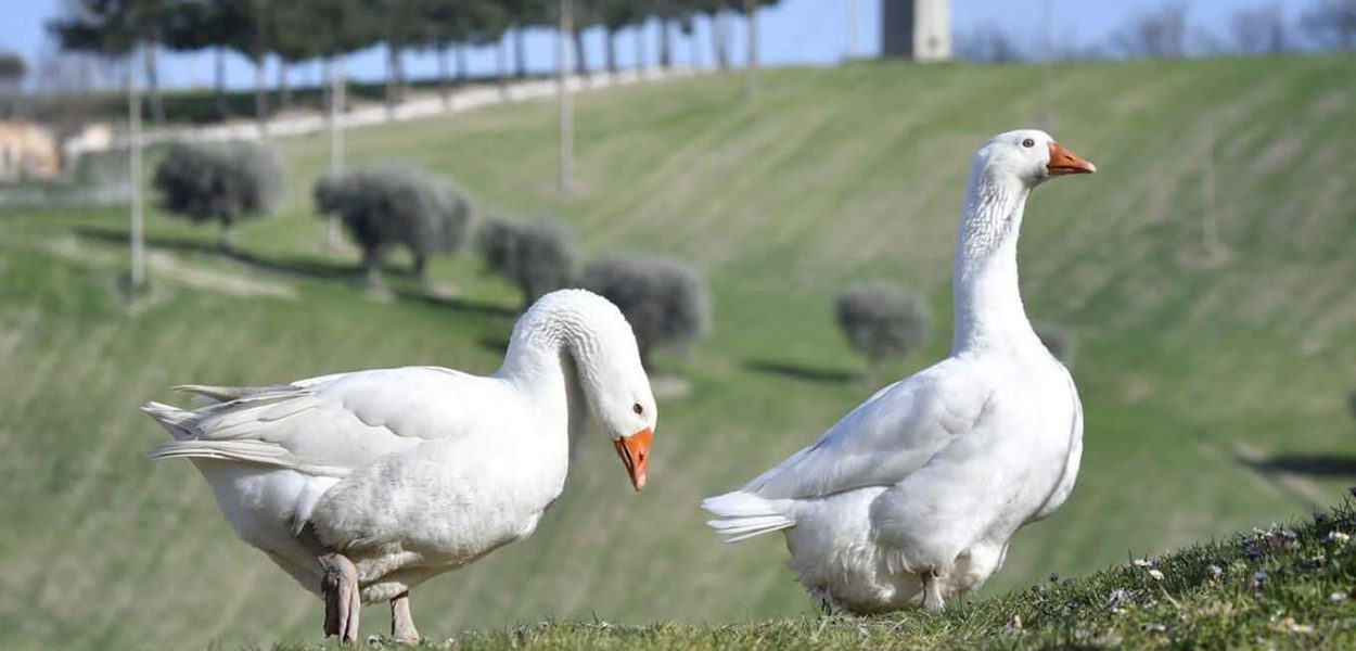 brands_14300_fattoria-san-lorenzo_12655