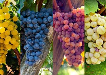 migliori-vitigni-aromatici